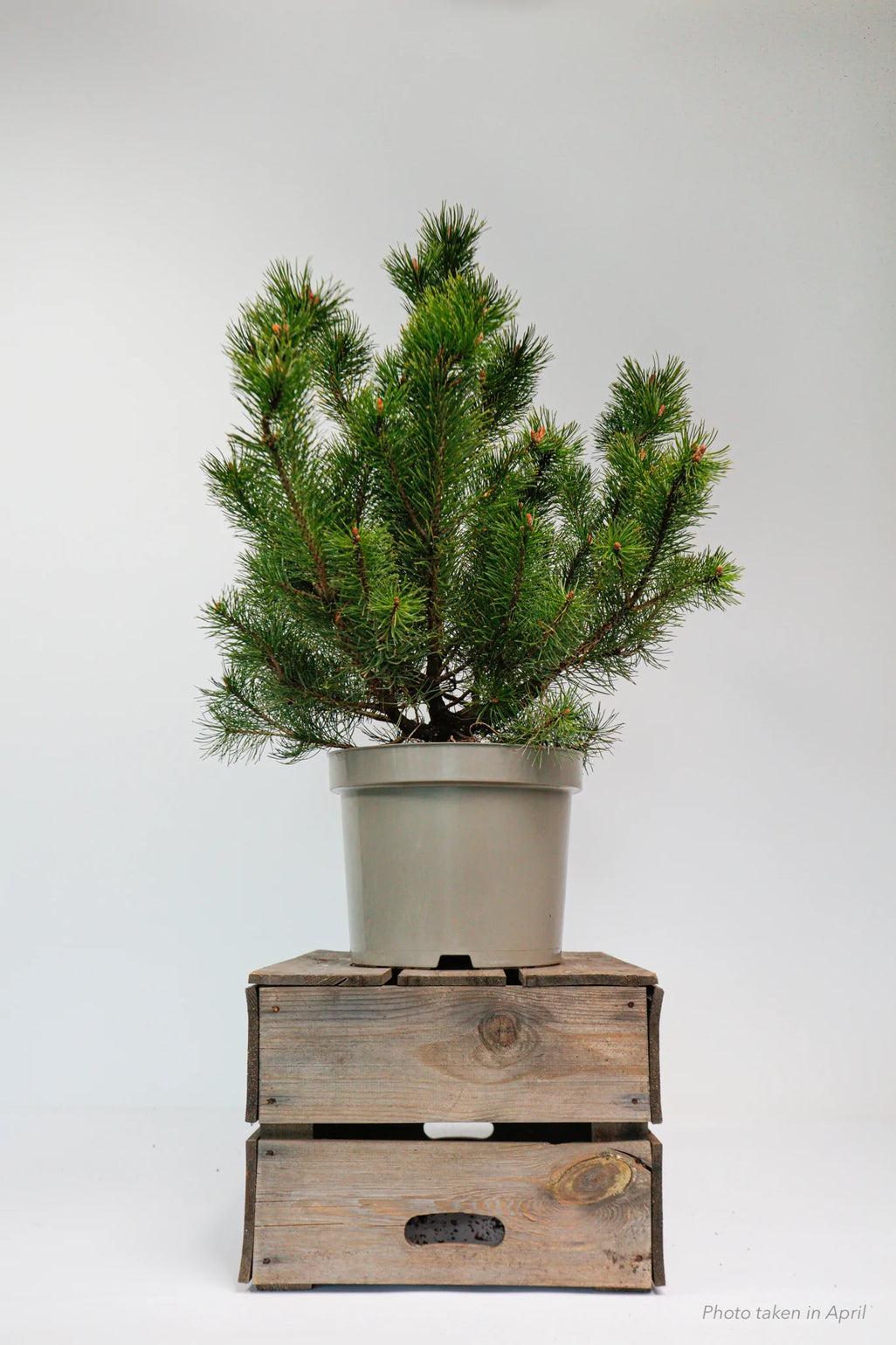 products/SotoProductShootLowQ-1928.webp